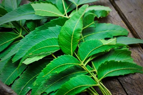 NEEM LEAF/SEED